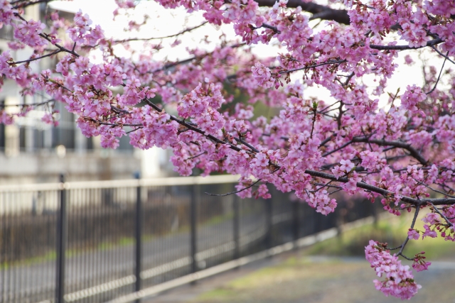 河津桜