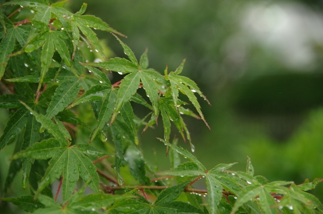 時雨