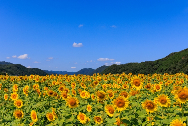 ひまわり